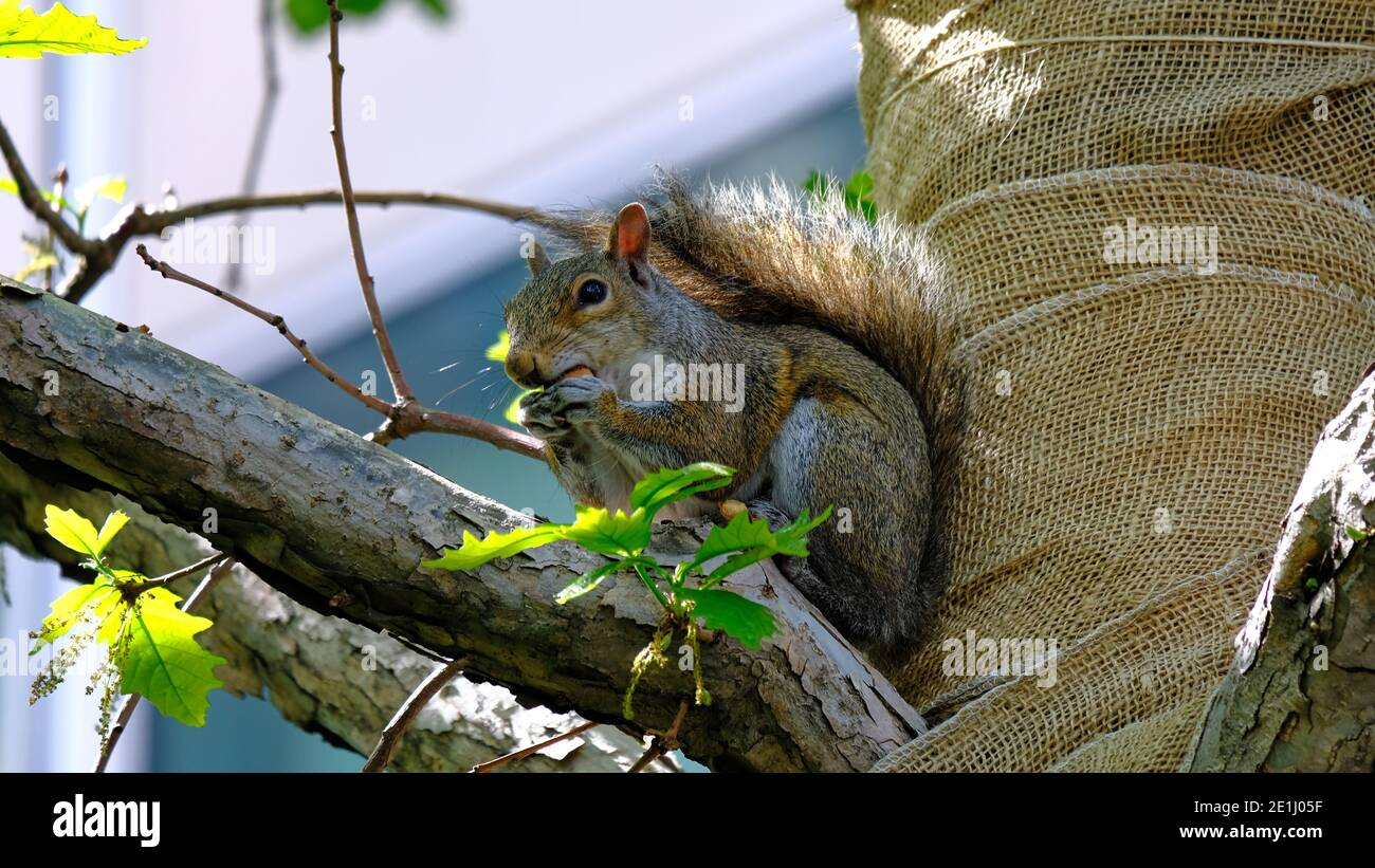 New York - Mai: Eichhörnchen essen eine Nuss Stockfoto