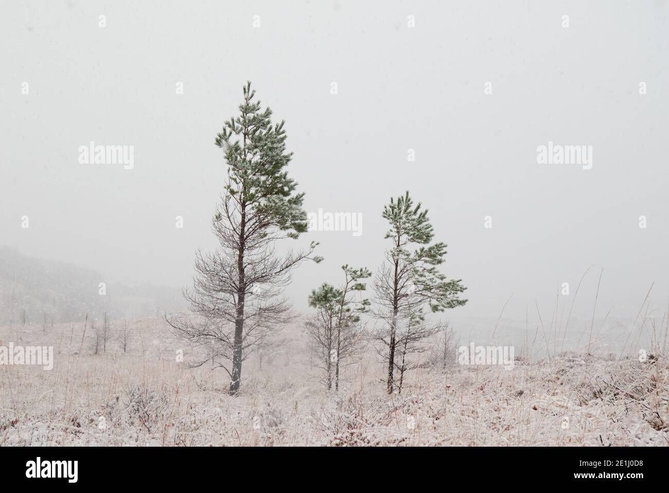 Wetter schlug Bäume in verschneiten Landschaft Stockfoto