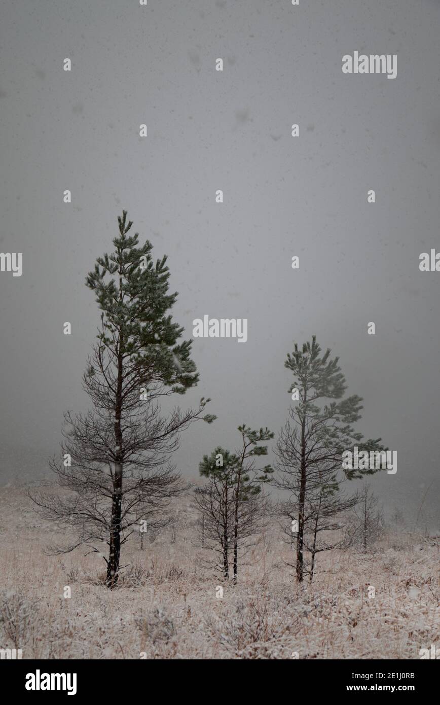 Wetter schlug Bäume in verschneiten Landschaft Stockfoto