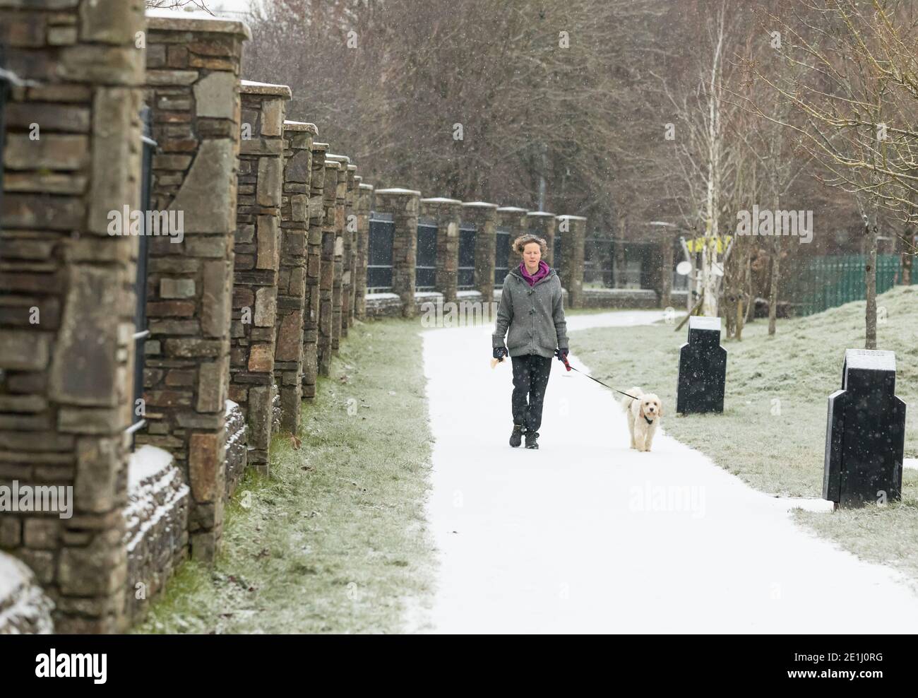 Carrigaline, Cork, Irland. Januar 2021. Der Schnee beginnt zu fallen, als Sharon O' Dwyer ihren Hund Rio auf einen Spaziergang am frühen Morgen im Gemeinschaftspark in Carrigaline, Co. Cork, Irland, mitnimmt. - Credit; David Creedon / Alamy Live News Stockfoto