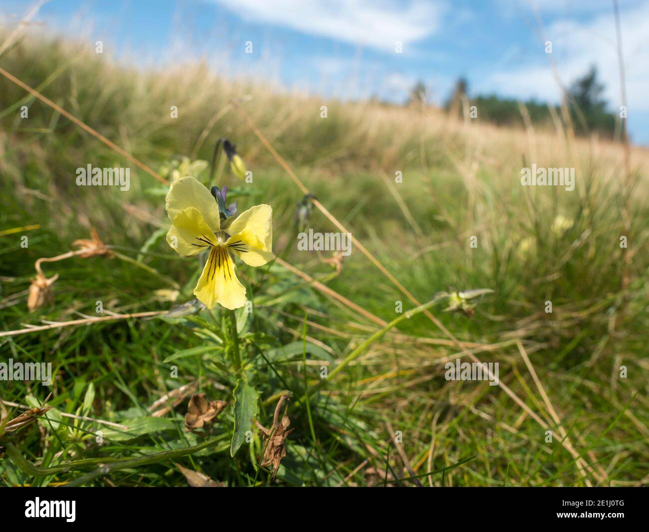 Nahaufnahme gelbe Viola arvensis Blume. Feld Stiefmütterchen blüht auf Berg medow. Geringe Schärfentiefe, Nahaufnahme. Stockfoto