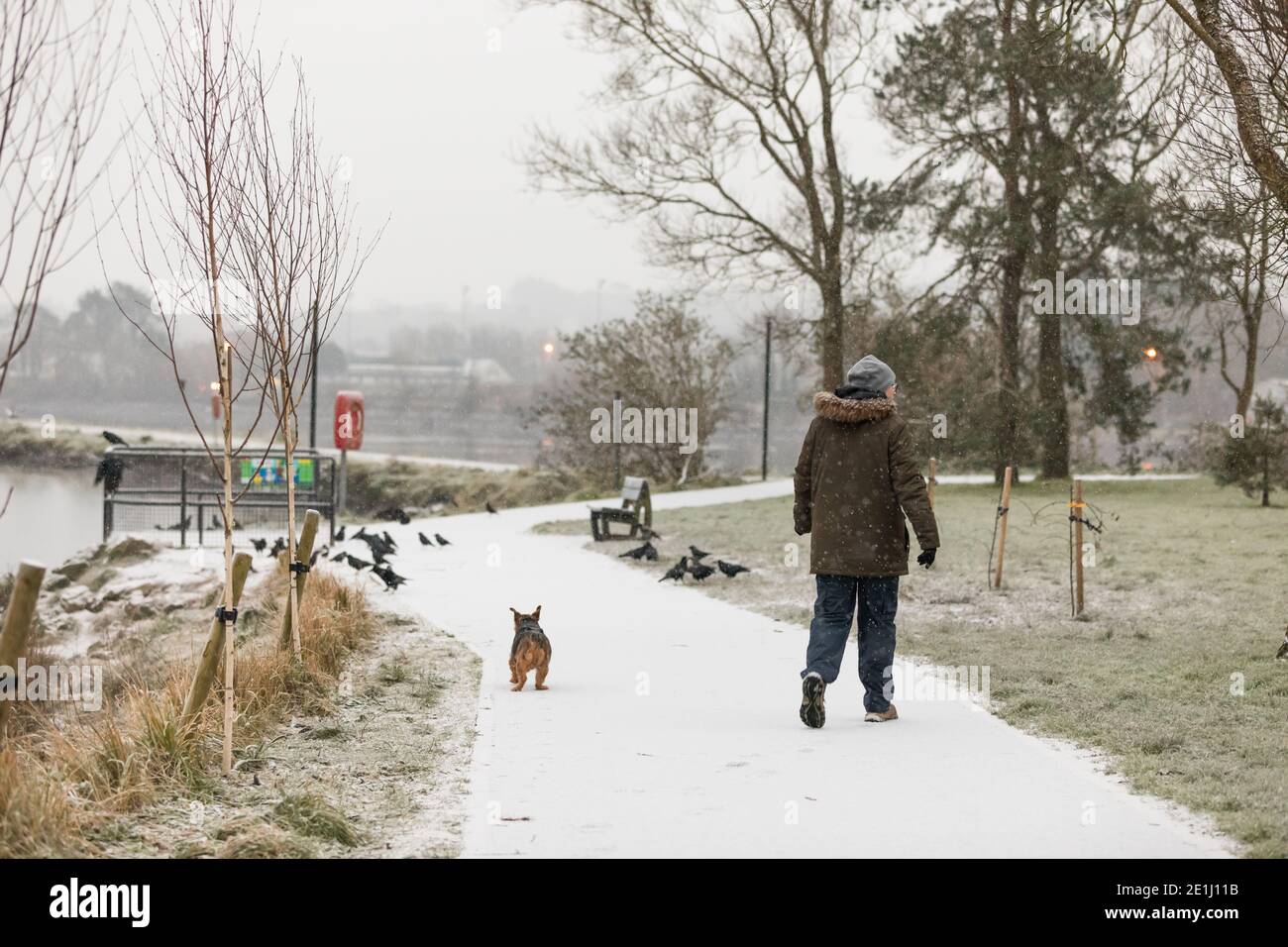 Carrigaline, Cork, Irland. Januar 2021. Schnee beginnt zu fallen, als Ross Fehily seinen Hund Toby um den Teich im Gemeinschaftspark in Carrigaline, Co. Cork, Irland, geht. - Credit; David Creedon / Alamy Live News Stockfoto