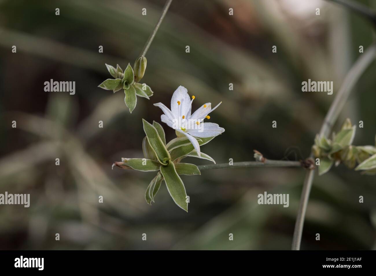 Nahaufnahme der kleinen weißen Blume des Chlorophytum comosum Pflanze (Spinnenpflanze oder Bandpflanze oder Hühner und Hühner) Stockfoto