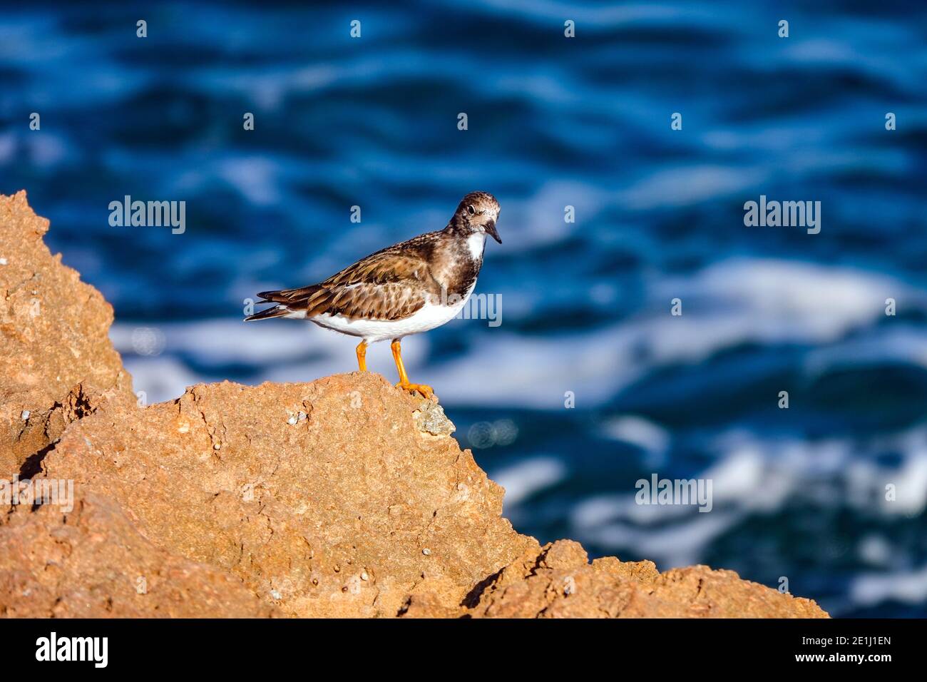 Steinvogel an der felsigen Küste, am Mittelmeer, La Mata, Costa Blanca, Spanien Stockfoto
