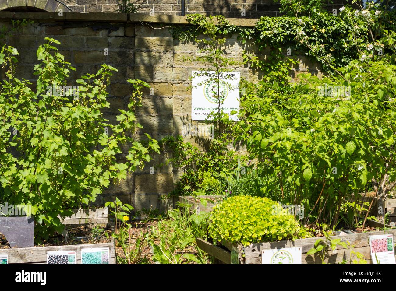 Unglaublich essbar, ehrenamtlich gepflegt, 'Food to Share' Garten im Boden des Whitaker Museum, Rawtenstall. Stockfoto
