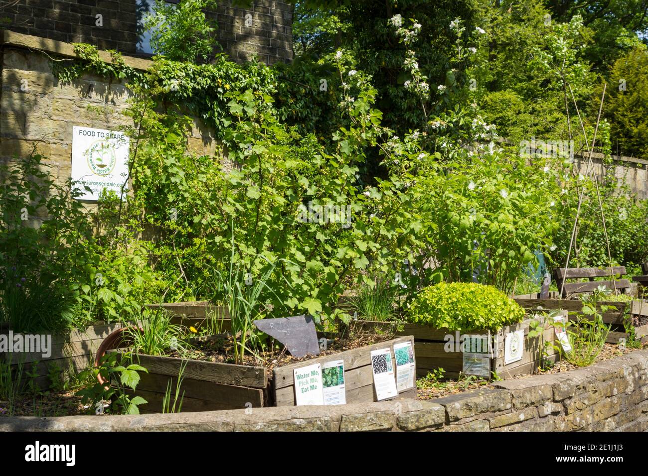 Unglaublich essbar, ehrenamtlich gepflegt, 'Food to Share' Garten im Boden des Whitaker Museum, Rawtenstall. Stockfoto
