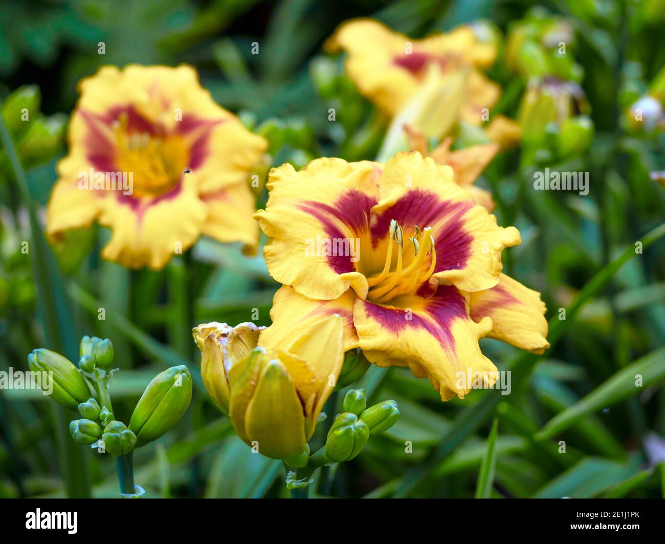 Große gelbe und lila Blüten und Knospen einer Taglilie, Hemerocallis Stockfoto