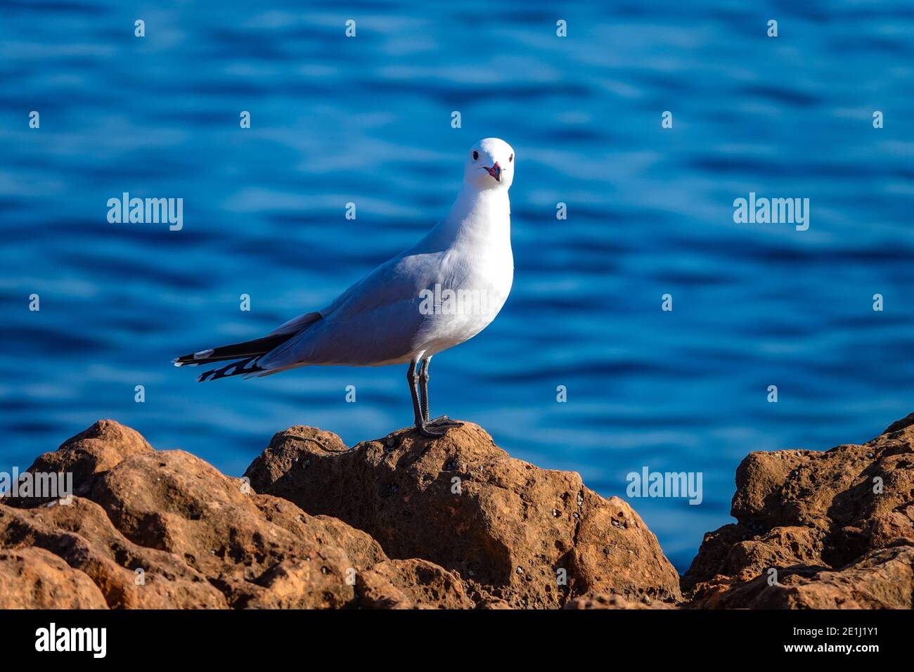 Audouin Möwe, Vogel, am Mittelmeer, La Mata, Costa Blanca, Spanien Stockfoto