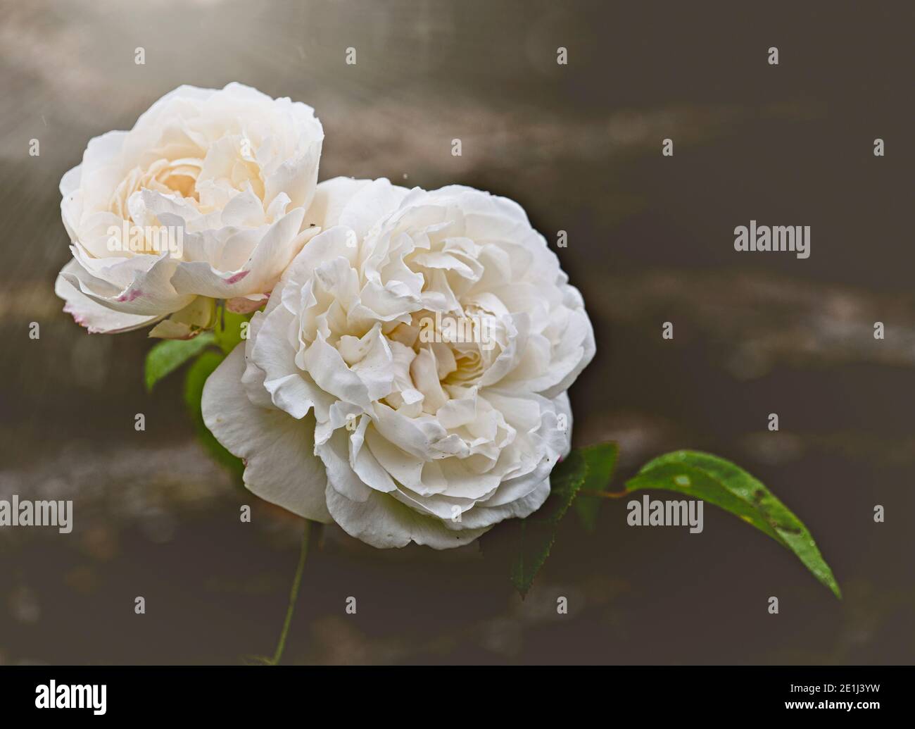 Weiße Rose / Rosa Ende der Saison weiße Rosen in den Grenzen von Coleton Fishacre, Devon Stockfoto