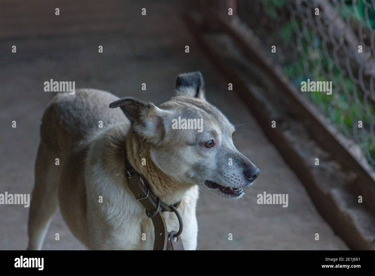 Heimatloser Hund im Tierheim. Hund im Adoptionszentrum mit der Hoffnung, ein Zuhause zu finden. Adoption eines Hundes im Tierheim. Stockfoto