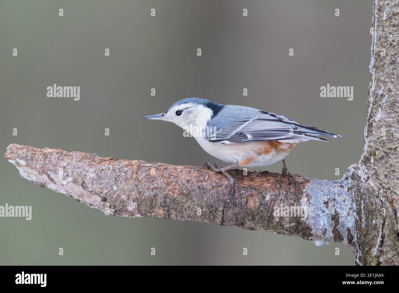 Weißbrustnuthatch steht auf einem Kiefernzweig Stockfoto