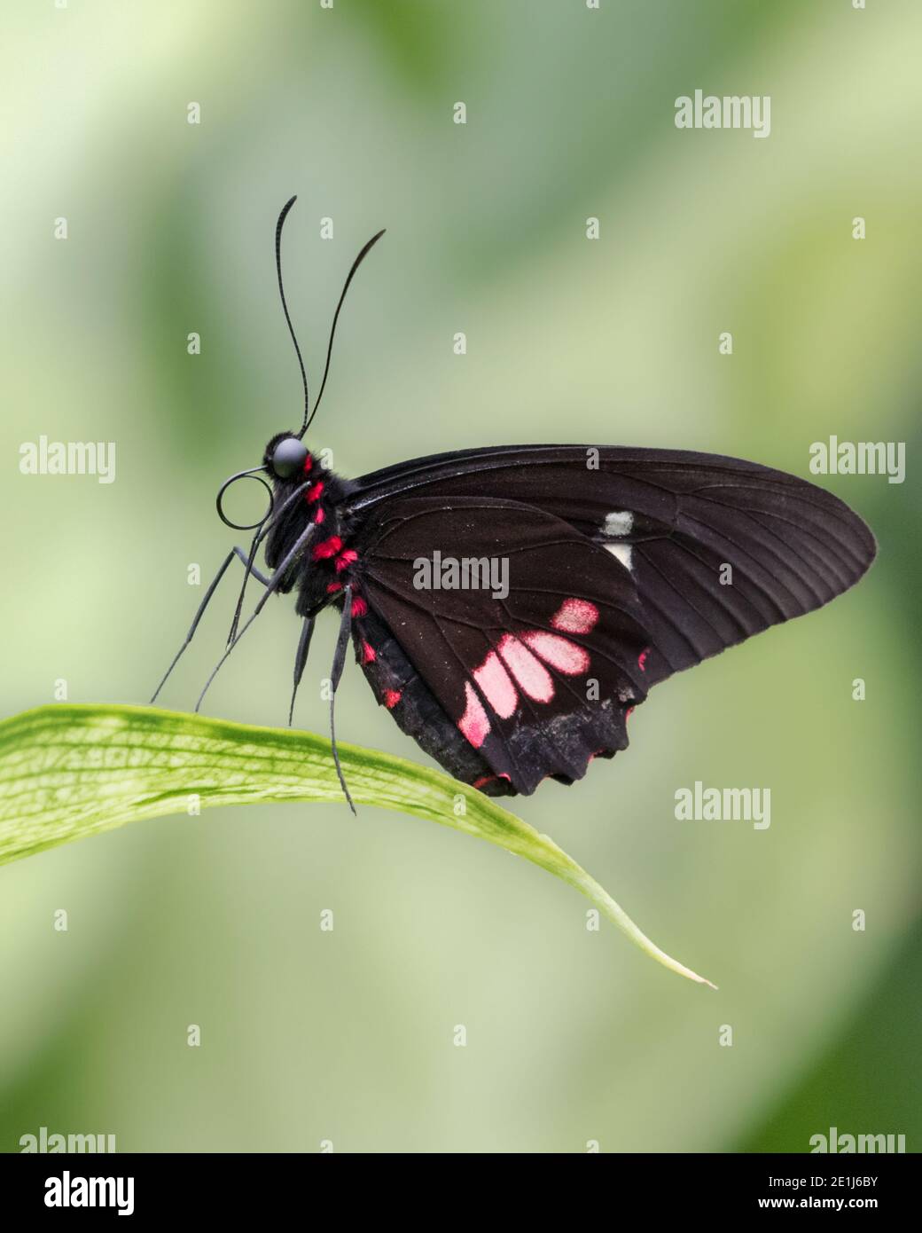 Nahaufnahme der Seite des männlichen rosa karierten cattleheart Schmetterling Auf grünem Blatt stehend Stockfoto