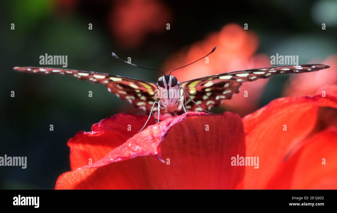 Vorderansicht Nahaufnahme von Green Tailed jay Schmetterling auf Rote Blume Stockfoto