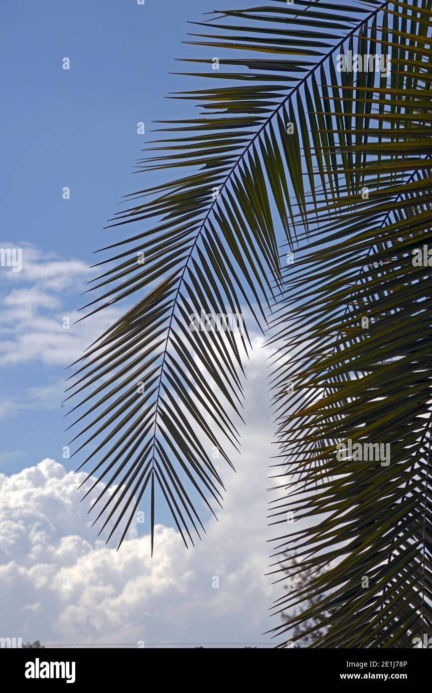 Palmblätter oder Wedel, Karen, Nairobi, Kenia Stockfoto