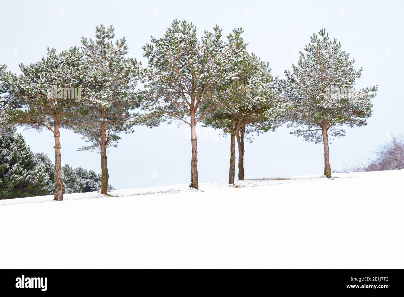 Bäume im Schnee auf dem Golfplatz, Ribble Valley Stockfoto