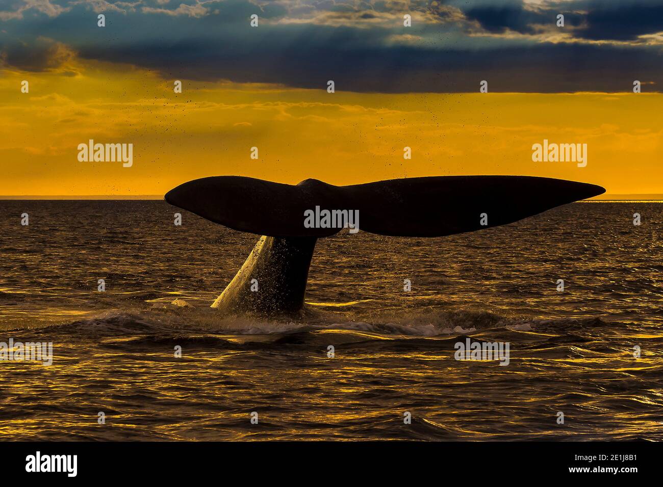 Südlicher rechter Walschwanz, Peninsula Valdes, UNESCO-Weltkulturerbe, Patagonien, Argentinien. Stockfoto