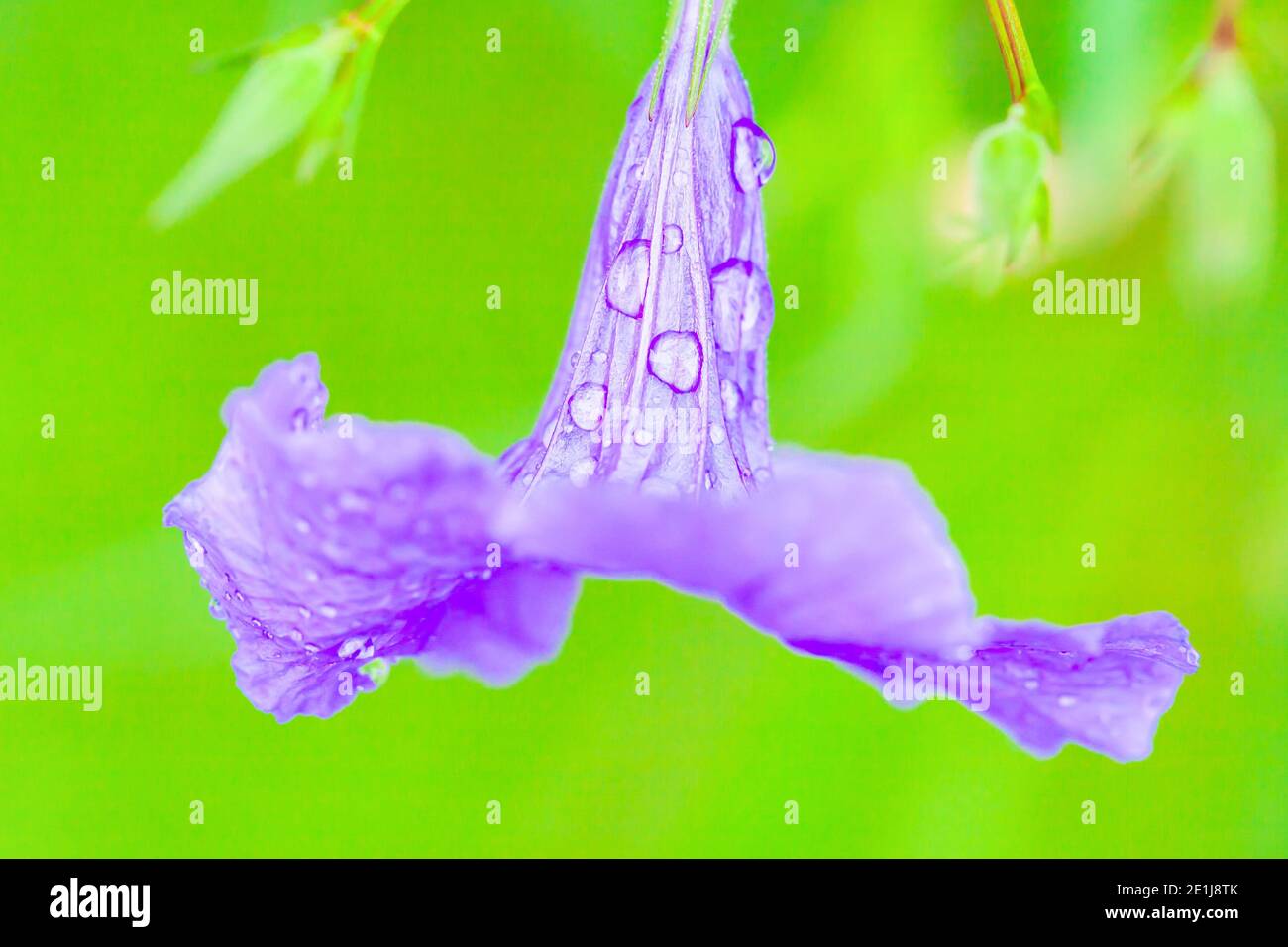 Frische Ruellia tuberosa oder Minnieroot mit Wassertropfen nach dem Regen, Wassertropfen auf violette Blume auf verschwommenem Naturhintergrund. Nahaufnahme. Stockfoto