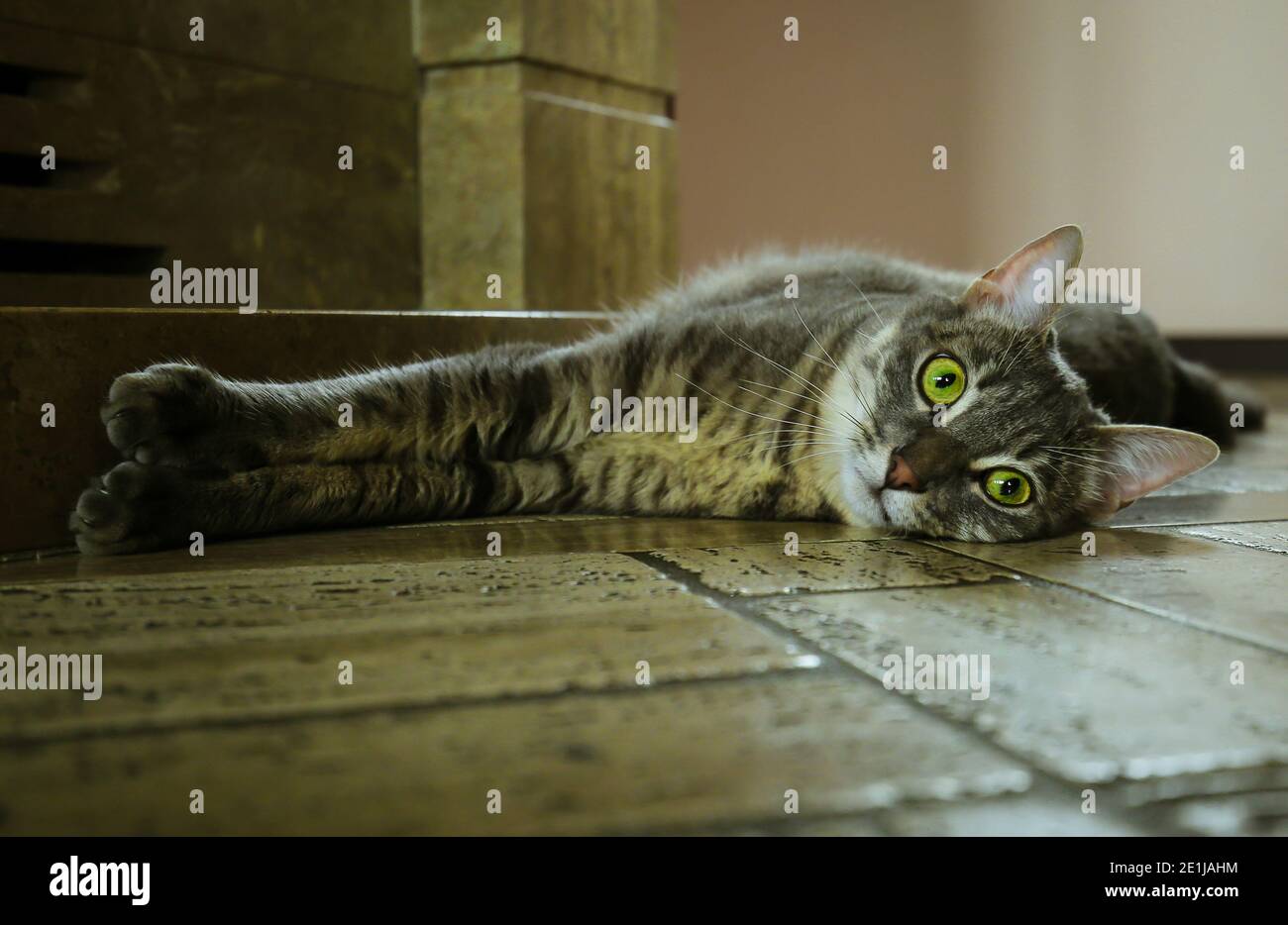 europäische Katze mit grünen Augen Stockfoto