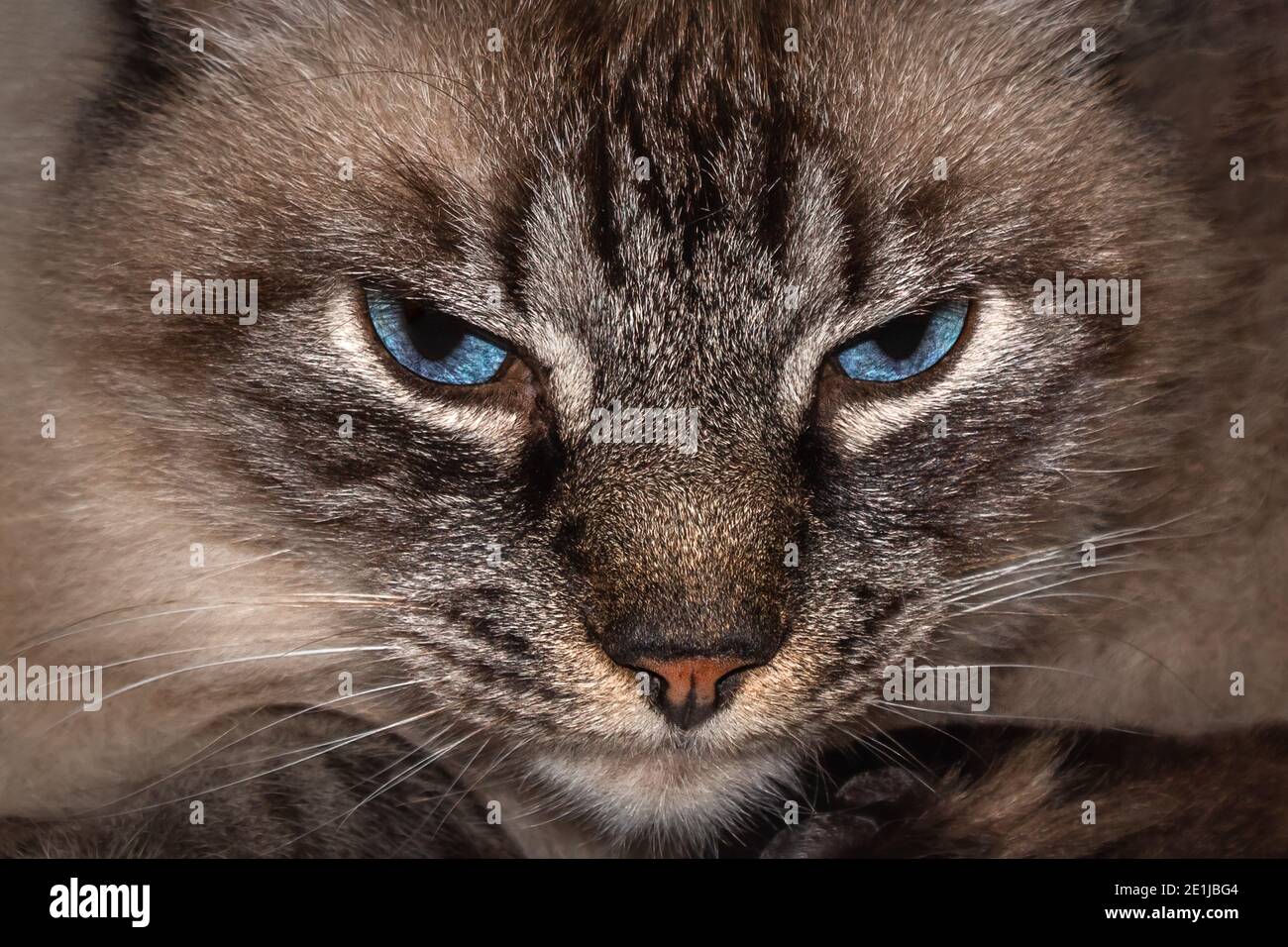 Nahaufnahme Porträt einer flauschigen Katze mit blauen Augen Stockfoto