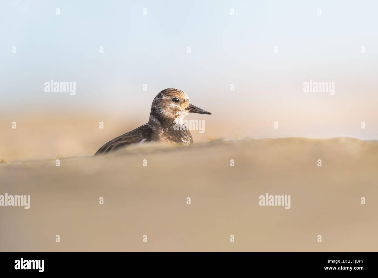 Am frühen Morgen erleuchteten die Sonnenaufgänge den Turnstone, der zwischen den Steinen an der Pier-Wand saß. Stockfoto
