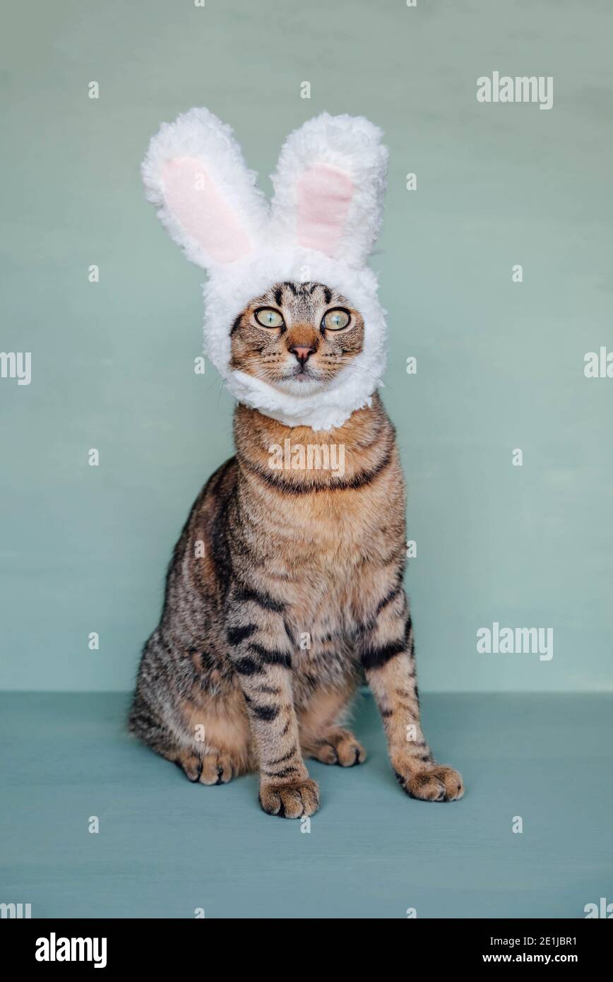 Europäische Kurzhaar Katze trägt lustige Hasen Ohren auf pastellgrünem  Hintergrund. Frohe Ostern. Makrele tabby Kitty gekleidet als Kaninchen,  Nahaufnahme. Kopieren Stockfotografie - Alamy