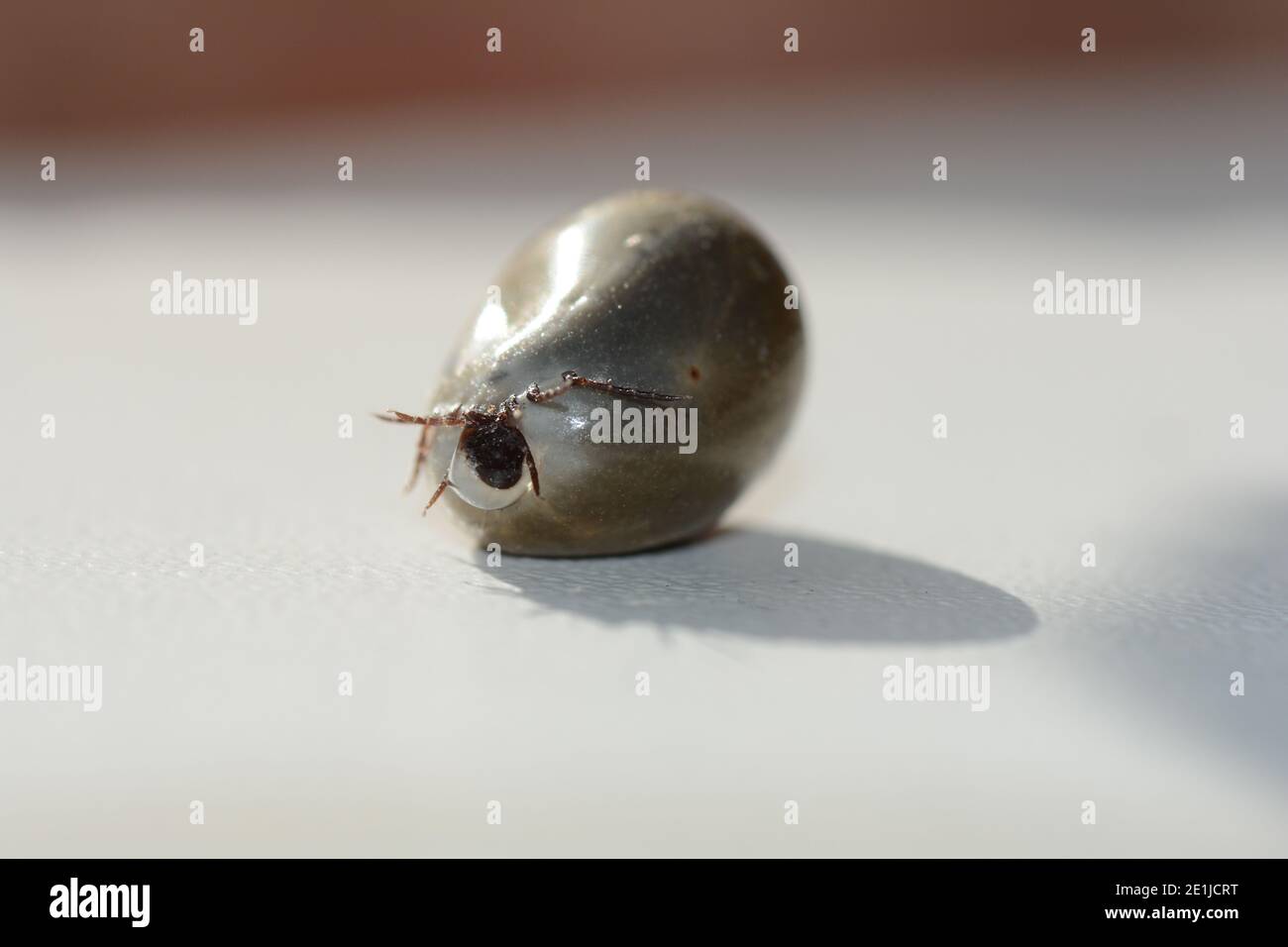 Blutsaugende Ektoparasiten - eine mit Blut getränkte Zecke mit Sekretionstropfen, die aus dem Körper kommen Stockfoto