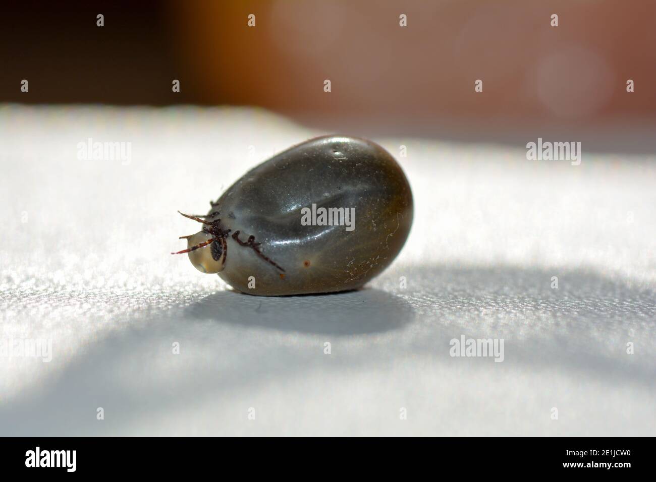 Blutsaugende Ektoparasiten - eine mit Blut getränkte Zecke mit Sekretionstropfen, die aus dem Körper kommen Stockfoto