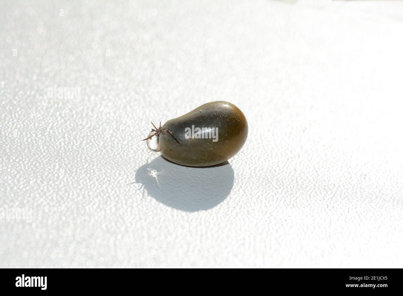 Blutsaugende Ektoparasiten - eine mit Blut getränkte Zecke mit Sekretionstropfen, die aus dem Körper kommen Stockfoto