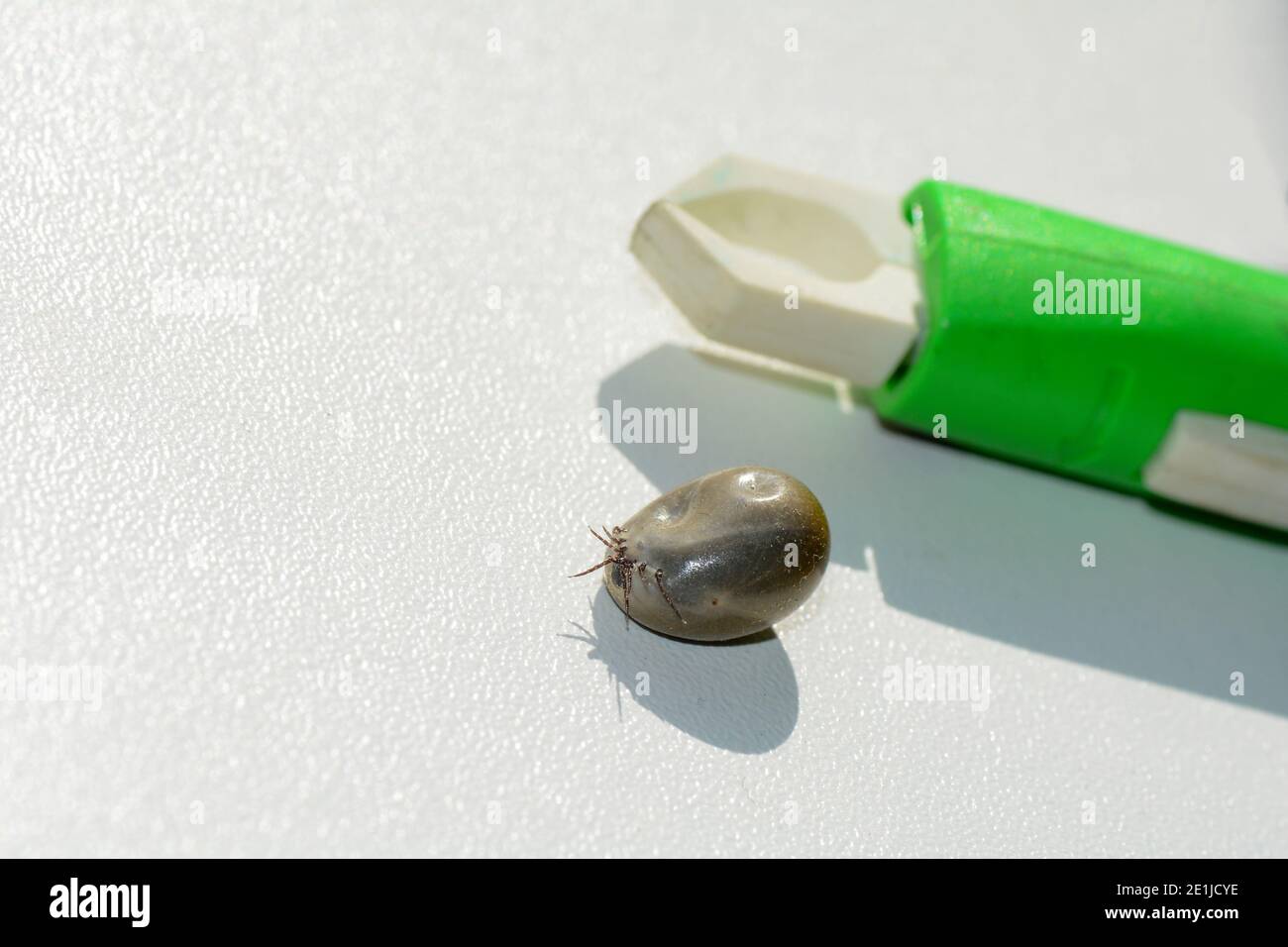 Blutsaugende Ektoparasiten - EINE mit Blut getränkte Zecke und ein Zeckenabzieher auf weißem Hintergrund Stockfoto