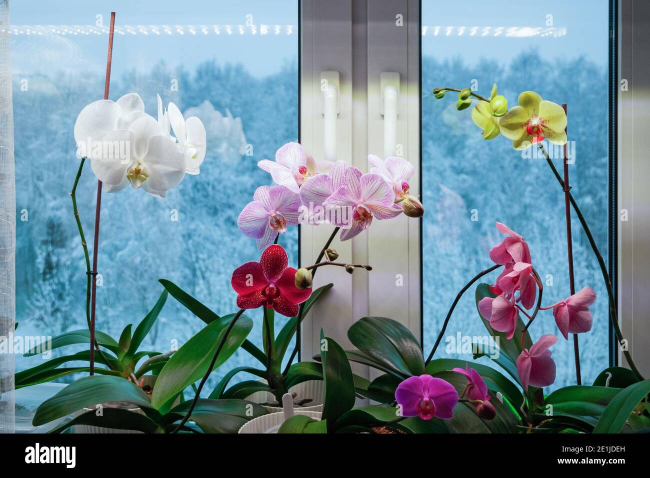 Motte Orchideen, die im Winter auf der Fensterbank blühen. Einsatz von künstlichem Licht in der Hauspflanzenpflege Stockfoto