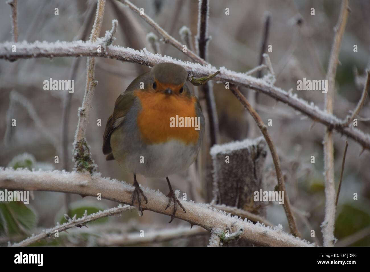 Robin Rotbrust im tiefen Winter auf Reif Eis bedeckt Brambles thront. Stockfoto