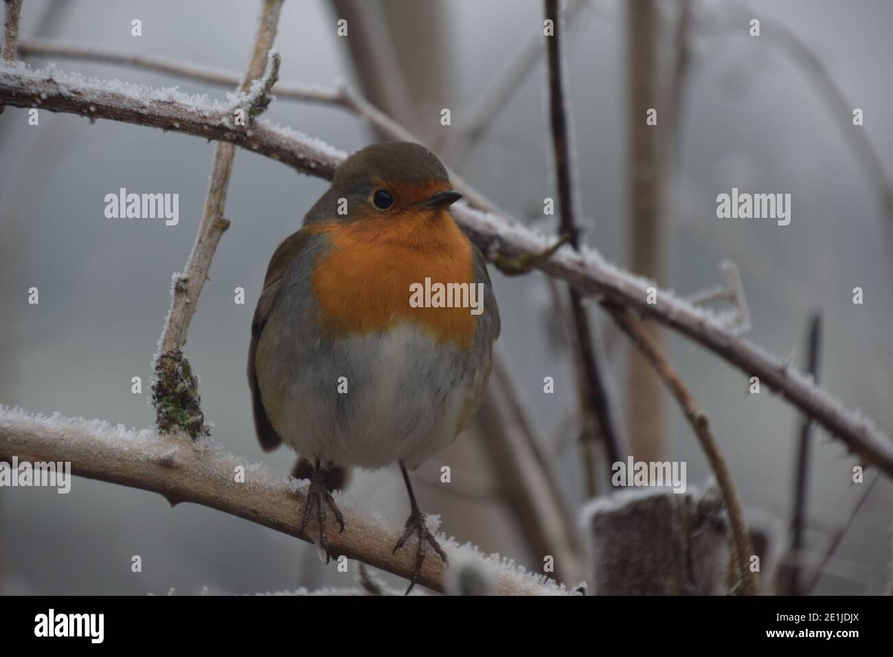 Robin Rotbrust im tiefen Winter auf Reif Eis bedeckt Brambles thront. Stockfoto