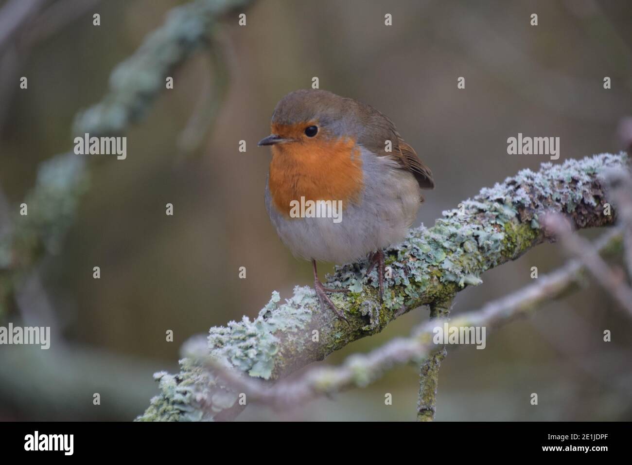 Robin Redbreast thront auf Flechten bedeckten Ästen im Winterwald. Stockfoto