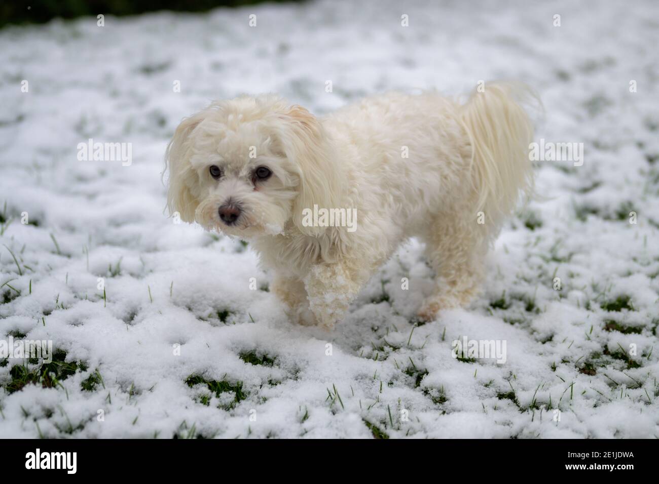 Niedliche kleine weiße Havanese mischen Welpen spielen in einem frischen Schneefall im Garten an einem kalten Wintertag in Ein saisonales Konzept Stockfoto
