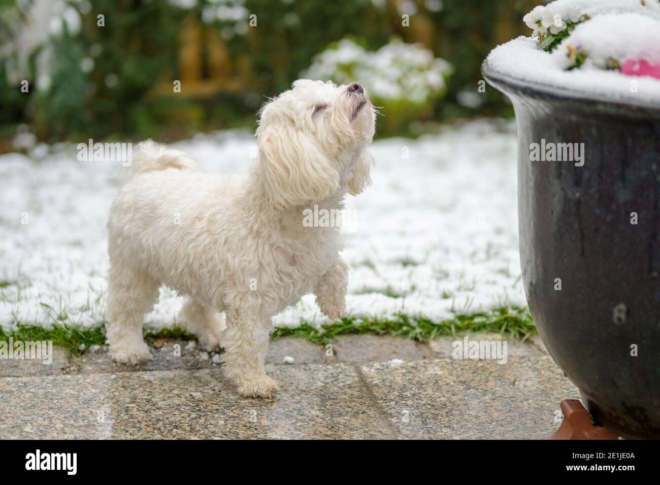 Liebenswert kleinen weißen maltesischen Havanese mischen weißen Hund stehen auf Nasse Terrasse Pflaster in einem Wintergarten mit Schnee schnüffeln Die Luft Stockfoto