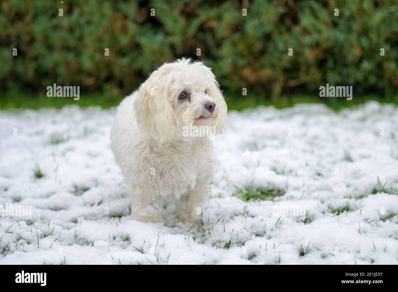 Nachdenklicher kleiner weißer maltesischer Havanesischer Mischhund, der im Winter steht Blick auf den Schnee Stockfoto