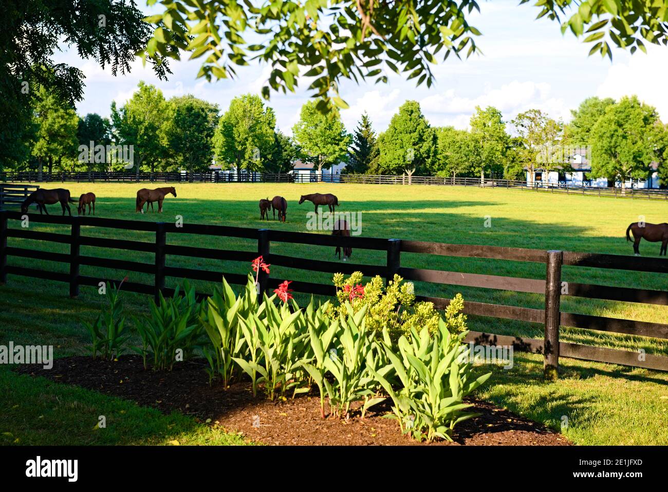 Horse Farm in Kentucky Stockfoto