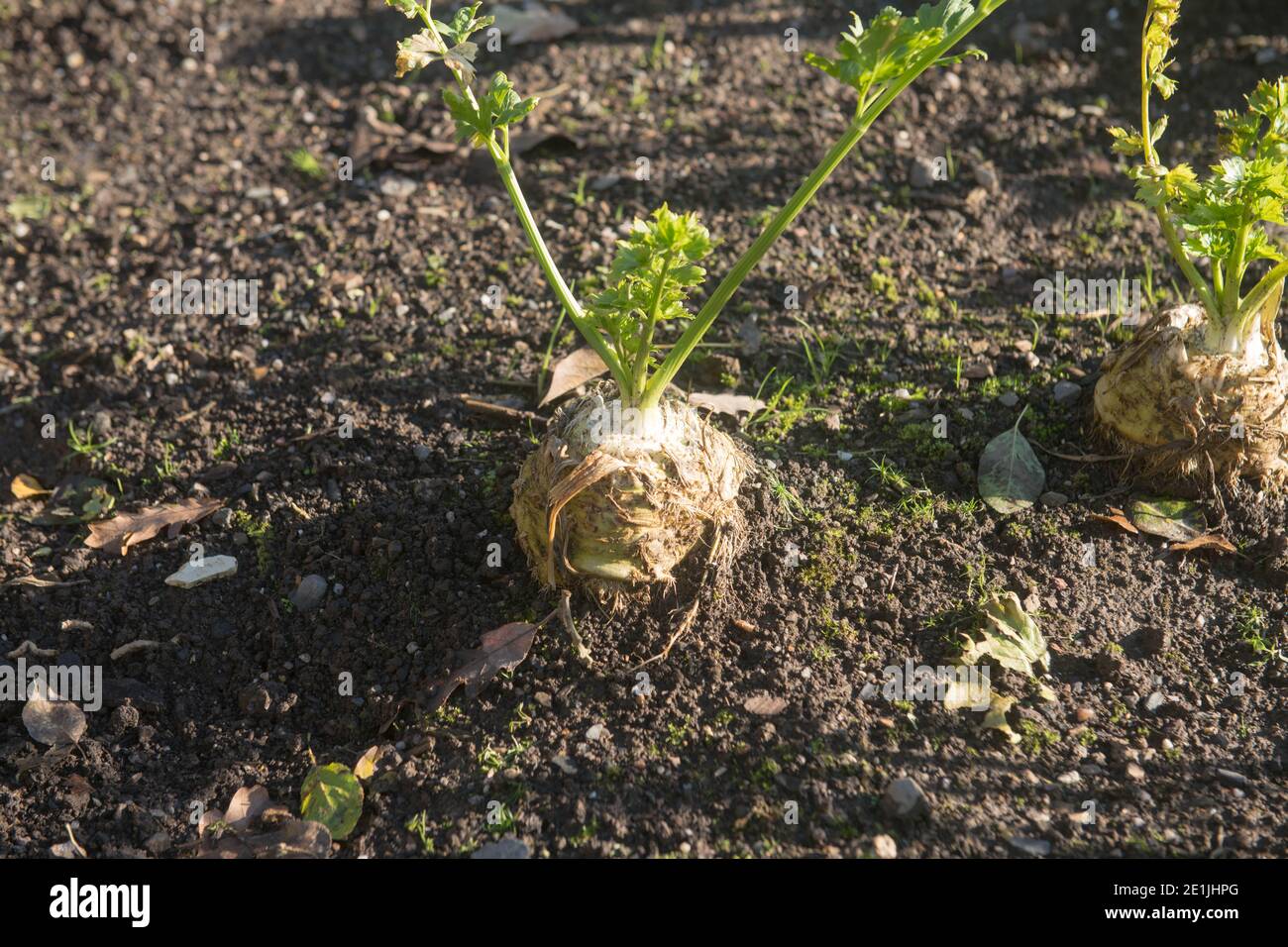 Herbst Home Grown Bio-Sellerie Köpfe (Apium graveolens var. rapaceum 'Monarch') wächst auf einer Zuteilung in einem Gemüsegarten in Rural Devon Stockfoto