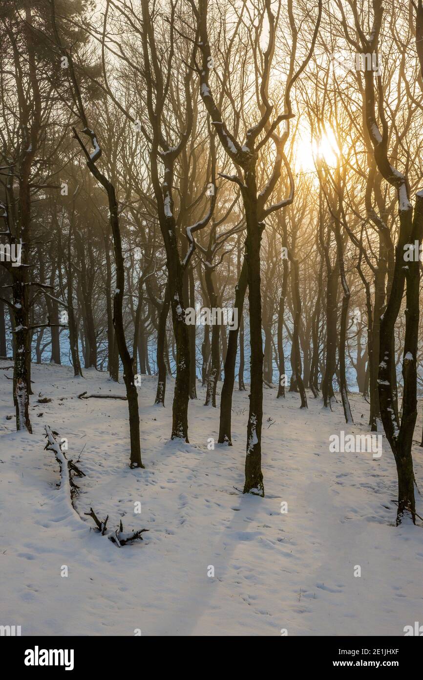 Wintersonne gefiltert durch Bäume eines Peak District Waldgebietes Stockfoto