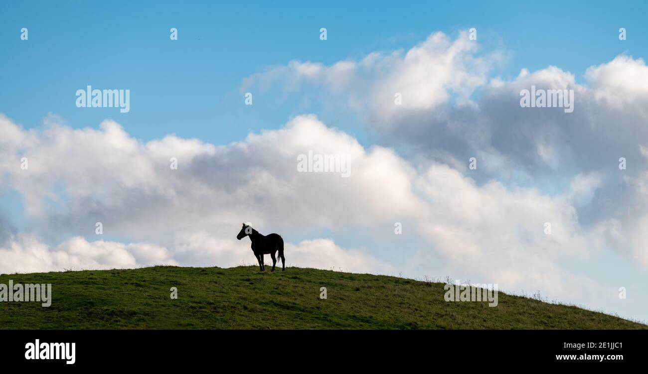 Schwarzes Pferd steht auf hil Stockfoto