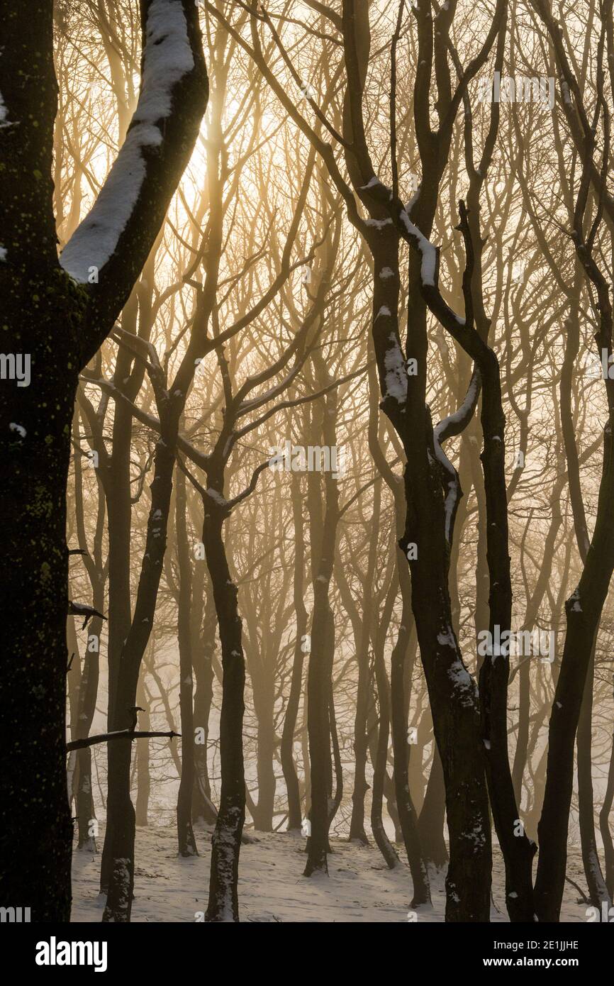 Wintersonne gefiltert durch Bäume eines Peak District Waldgebietes Stockfoto