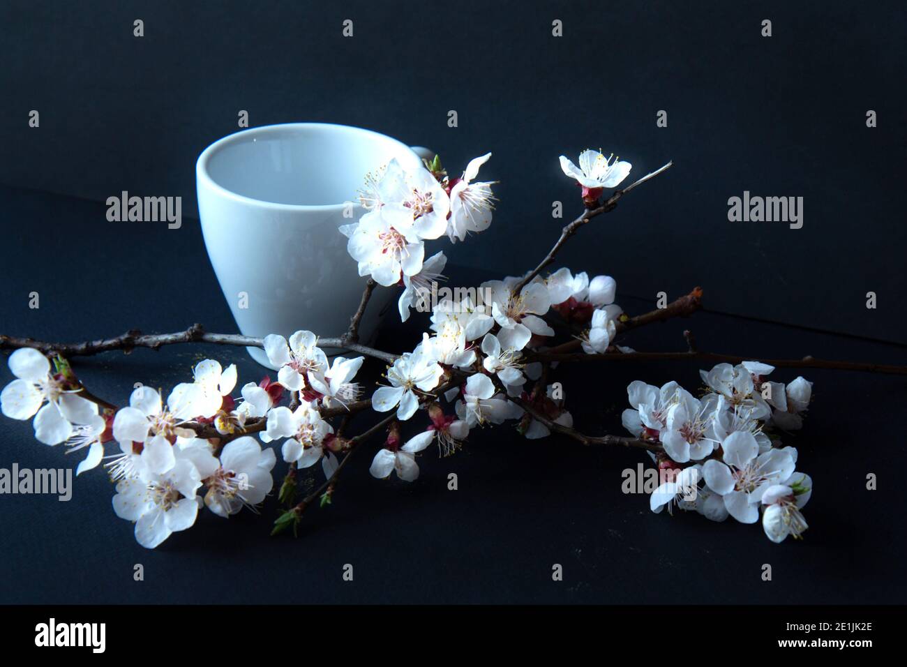 Weiße Kaffeetasse und blühender Aprikosenzweig auf schwarzem Hintergrund. Dunkle Fotografie Stockfoto