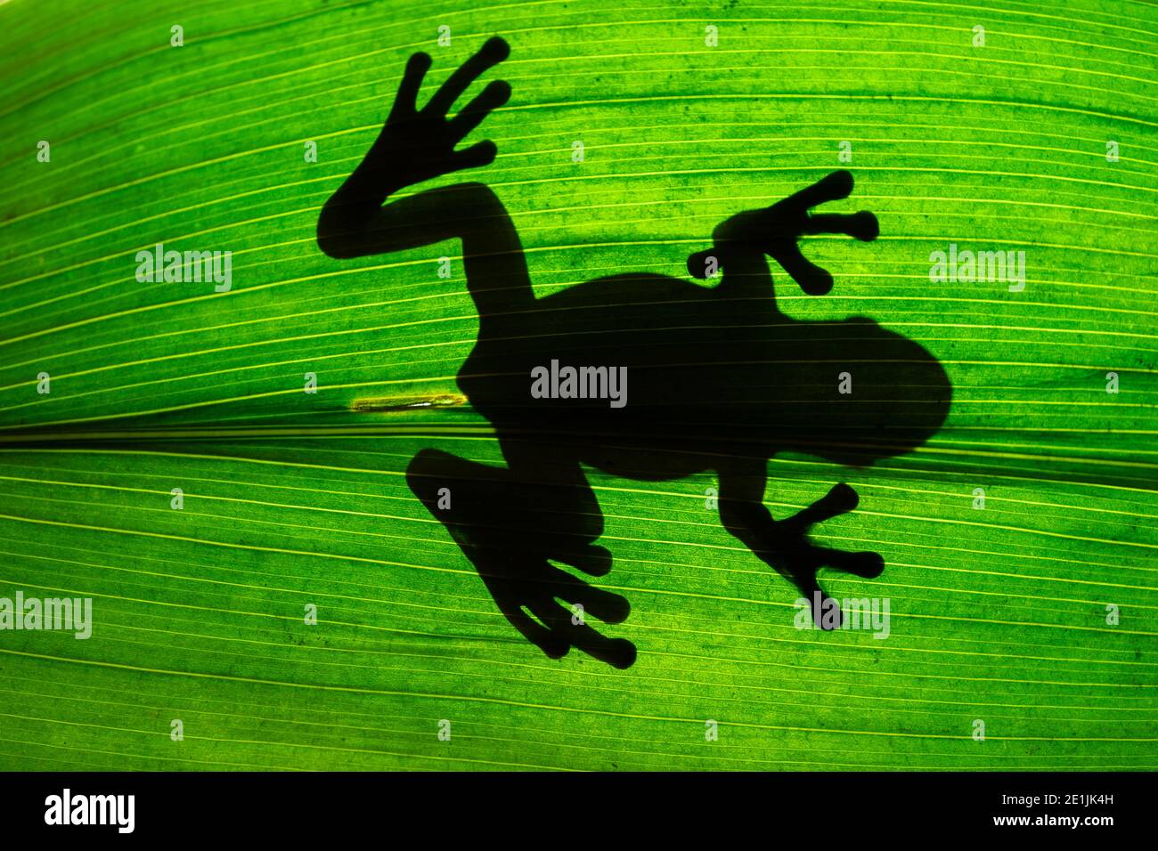 Schatten eines Frosches über einem grünen Blatt Stockfoto