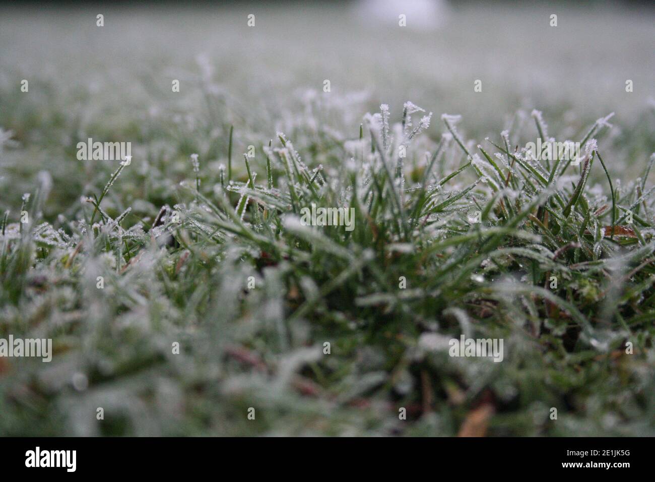 Harter Frost auf frischem grünen Gras Stockfoto