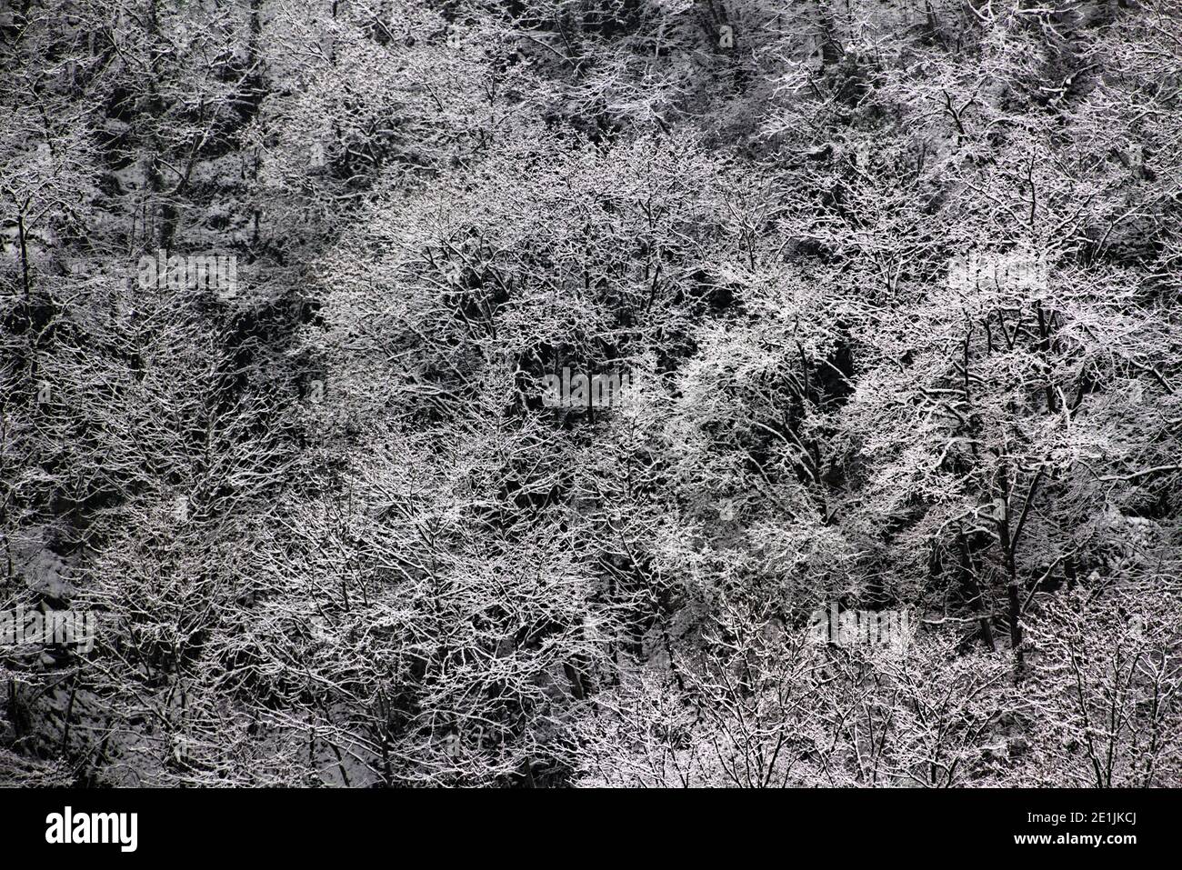 Schneebedeckte Bäume für Winterlandschaft Hintergrund Stockfoto