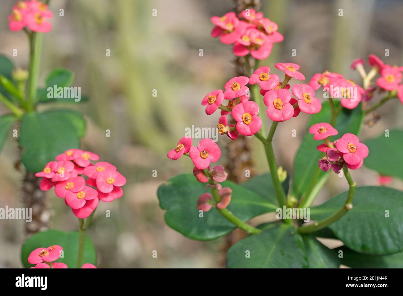 Bloosoms of the Christ Thorn, Euphorbia milii Stockfoto