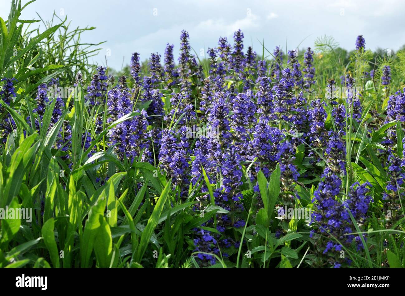 Nahaufnahme der blühenden violetten Salvia (blauer Salbei) Blume Stockfoto