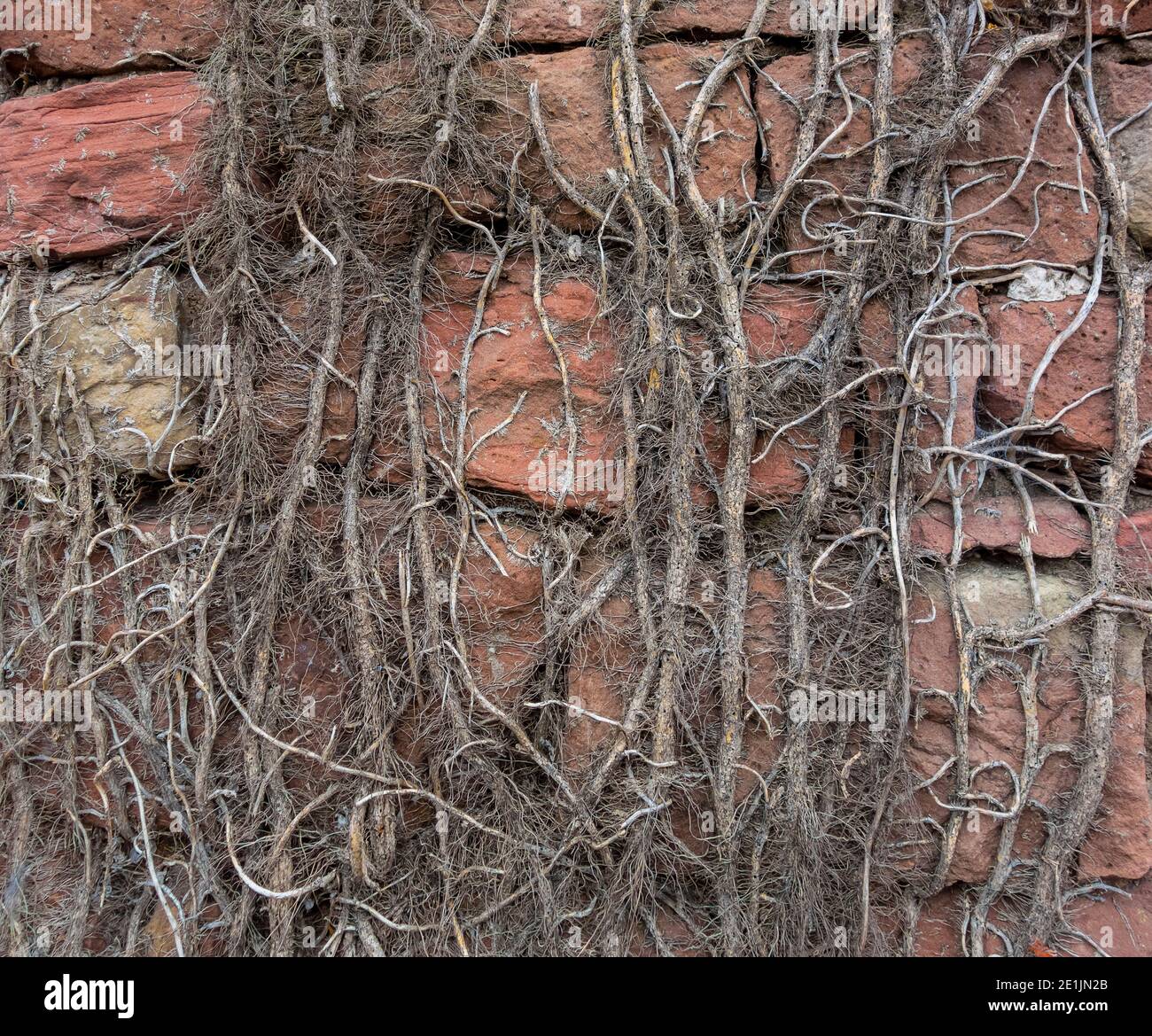 Alte Sandsteinwand mit verschlungen Kletterpflanzen Stängel bedeckt Stockfoto