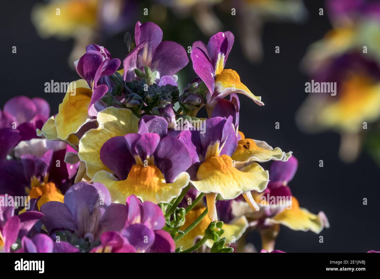 Schöne Nemesia Rhabarb und Kustard Pflanze mit einem starken berauschenden Parfüm Stockfoto