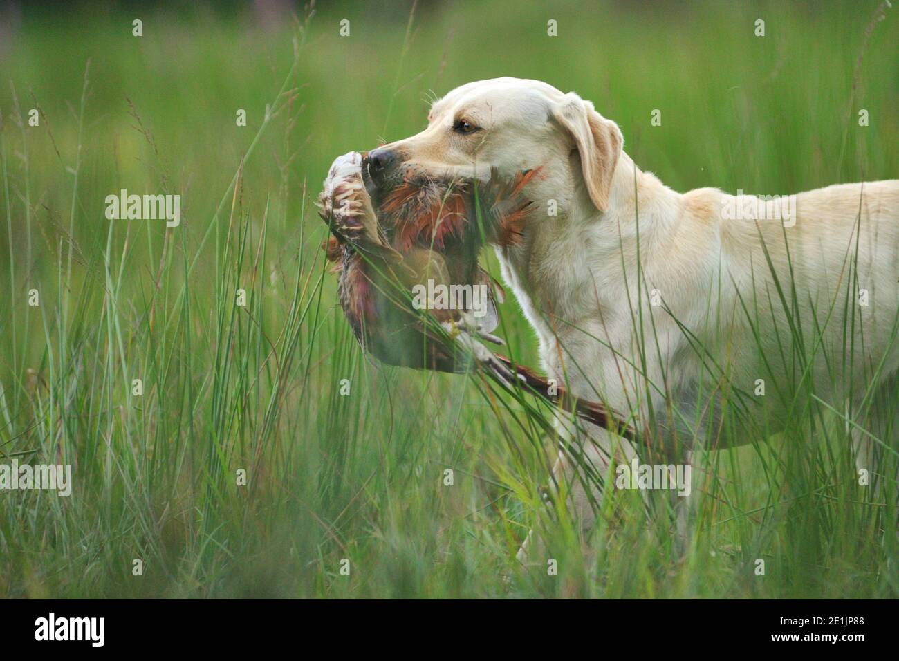 Junger gelber Labrador Retriever, der während eines Jagdtages einen großen Fasan auf einem Grasfeld zurückruft. Nahaufnahme. Labradors kann das Heve-Spiel im Mund tragen Stockfoto